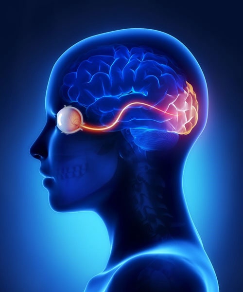 مغز و پردازش حس بینایی