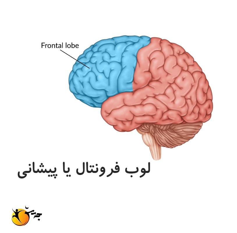 لوب فرونتال یا پیشانی چیست؟