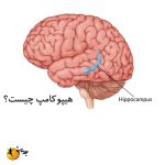 هیپوکامپ: حافظه، یادگیری و فراتر از آن