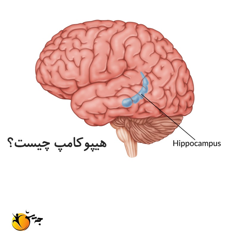 هیپوکامپ: حافظه، یادگیری و فراتر از آن