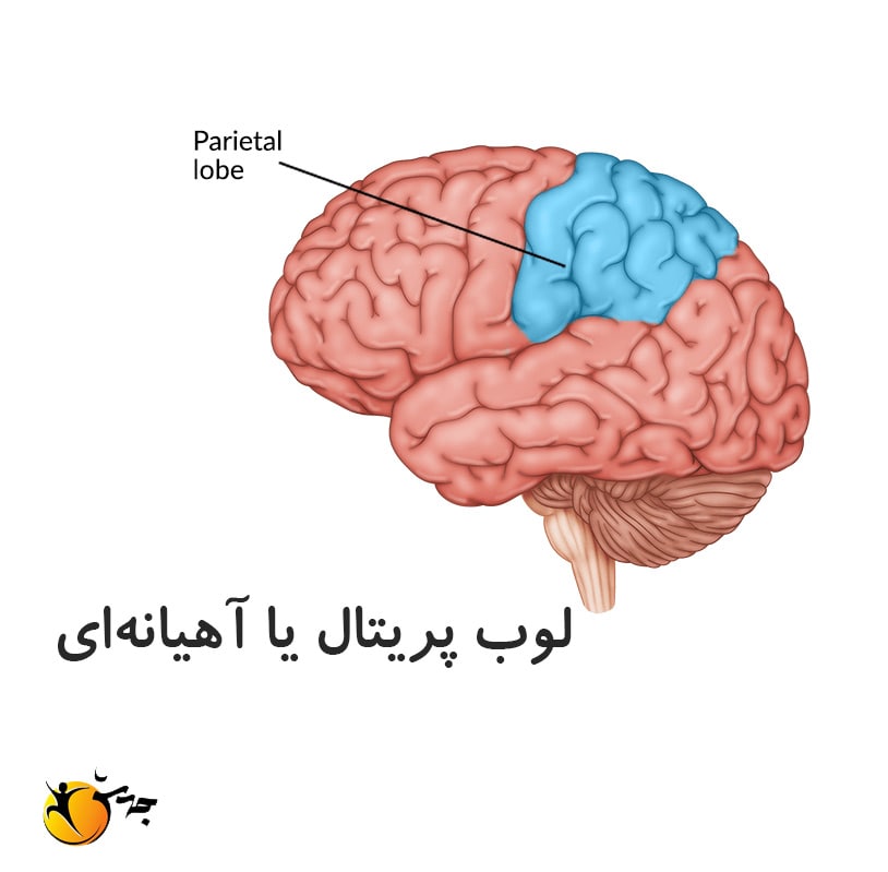 لوب پریتال یا آهیانه چیست؟