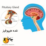 غده هیپوفیز: رهبر ارکستر بدن