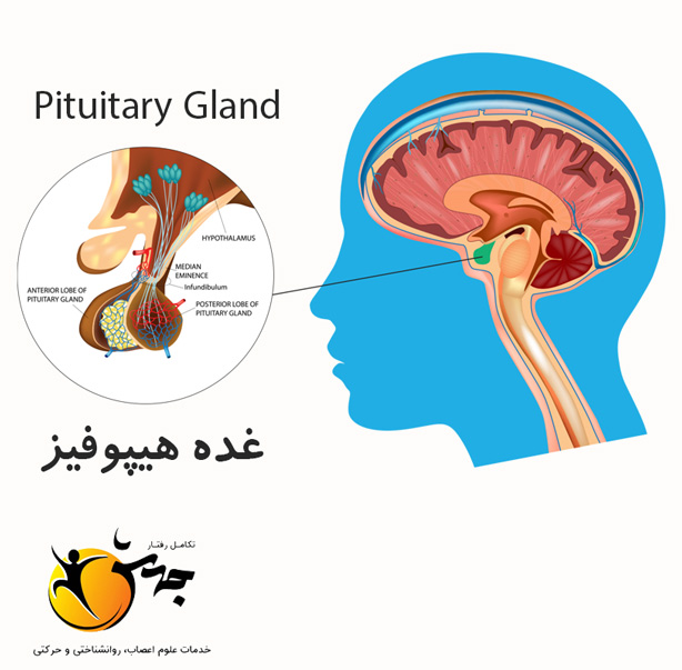 غده هیپوفیز: رهبر ارکستر بدن