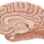 سیستم لیمبیک