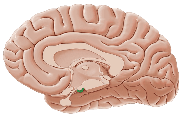 سیستم لیمبیک