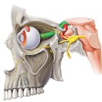 عصب بینایی یا عصب optic