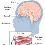 عصب Trochlear چیست؟