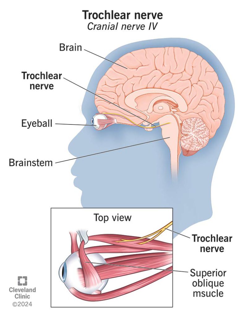 عصب Trochlear چیست؟